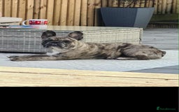 French Bulldog dogs for sale: French Bulldog Male Puppies - Image 6