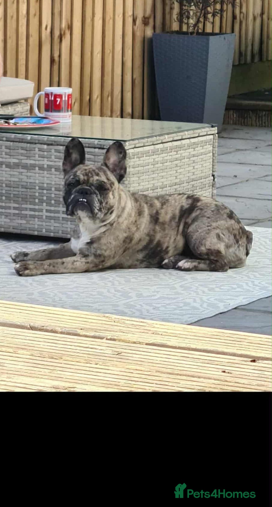 French Bulldog dogs for sale: French Bulldog Male Puppies - Image 6