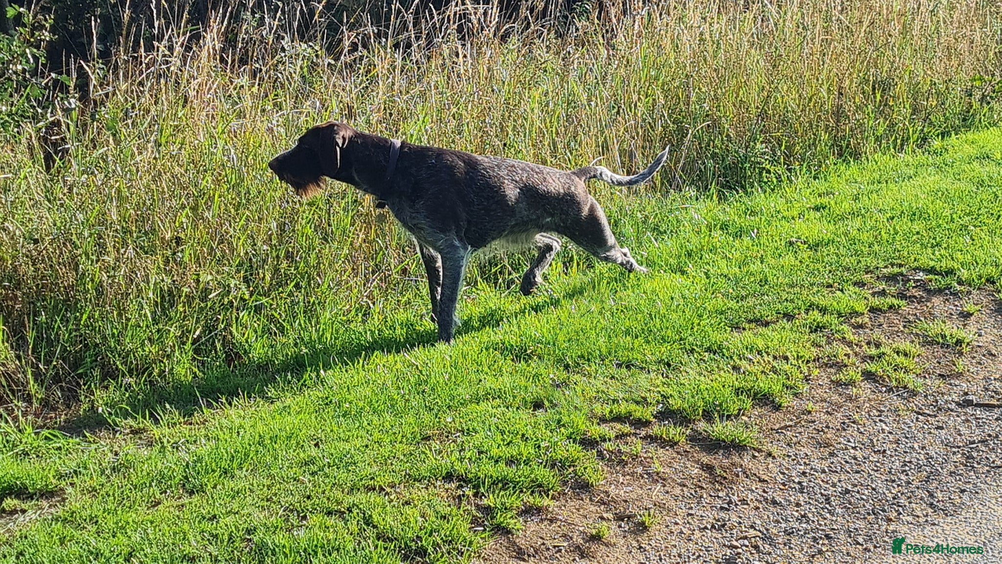 German Wirehaired Pointer dogs KC Registered GWP pups - Advert 2