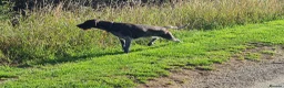 German Wirehaired Pointer dogs for sale: KC Registered GWP pups - Advert 2