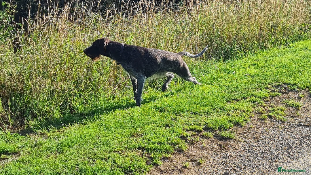German Wirehaired Pointer dogs for sale: KC Registered GWP pups - Advert 2