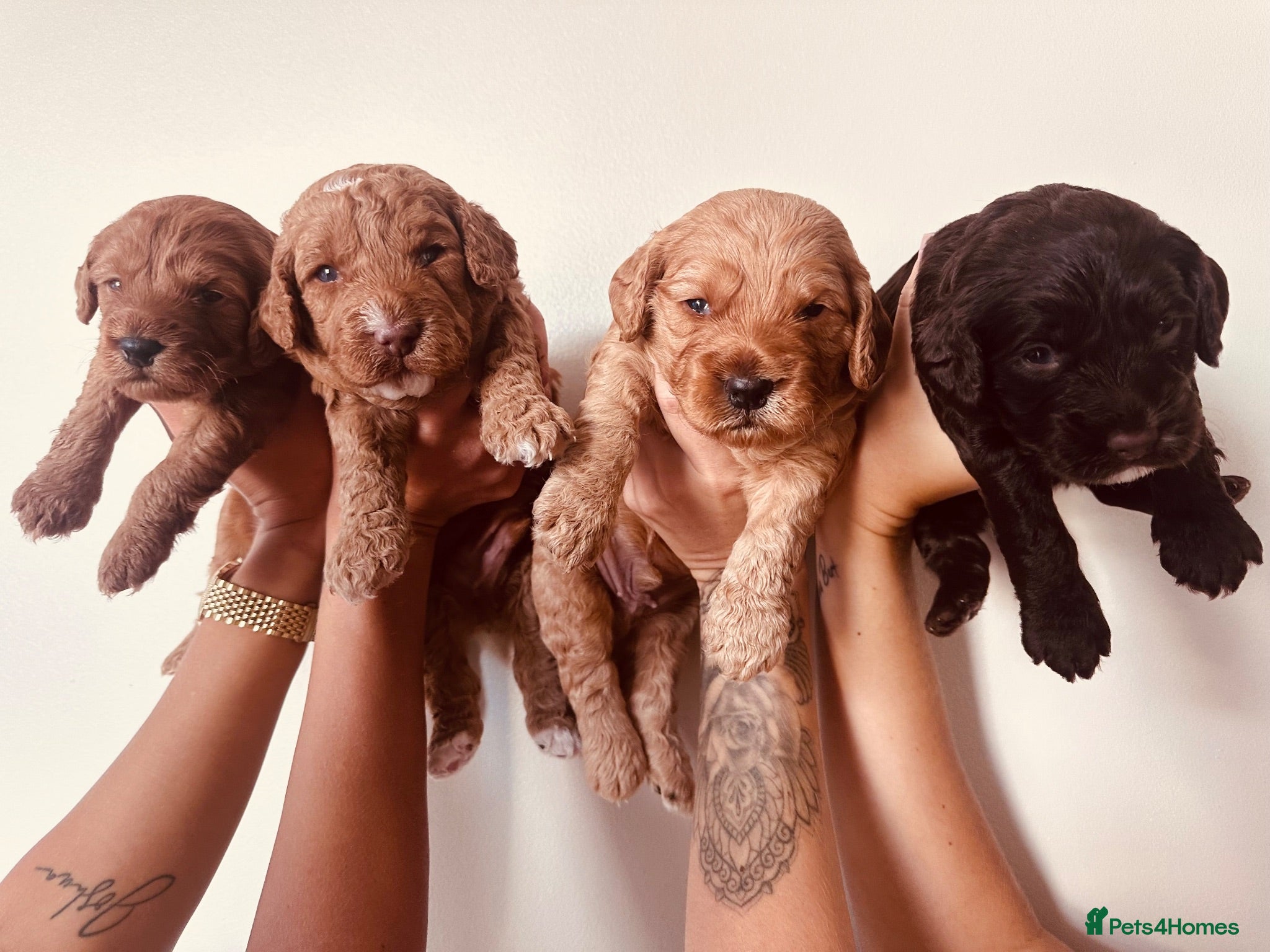 Cockapoo dogs Beautiful miniature F2 cockapoos - Advert 1