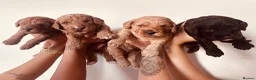 Cockapoo dogs for sale: Beautiful miniature F2 cockapoos - Advert 15
