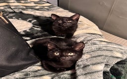 Mixed Breed cats for sale: Beautiful mixed breed kittens  - Image 6