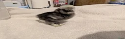 Chickens poultry for sale: Unsexed Silkie chicks mixed colours  - Advert 19