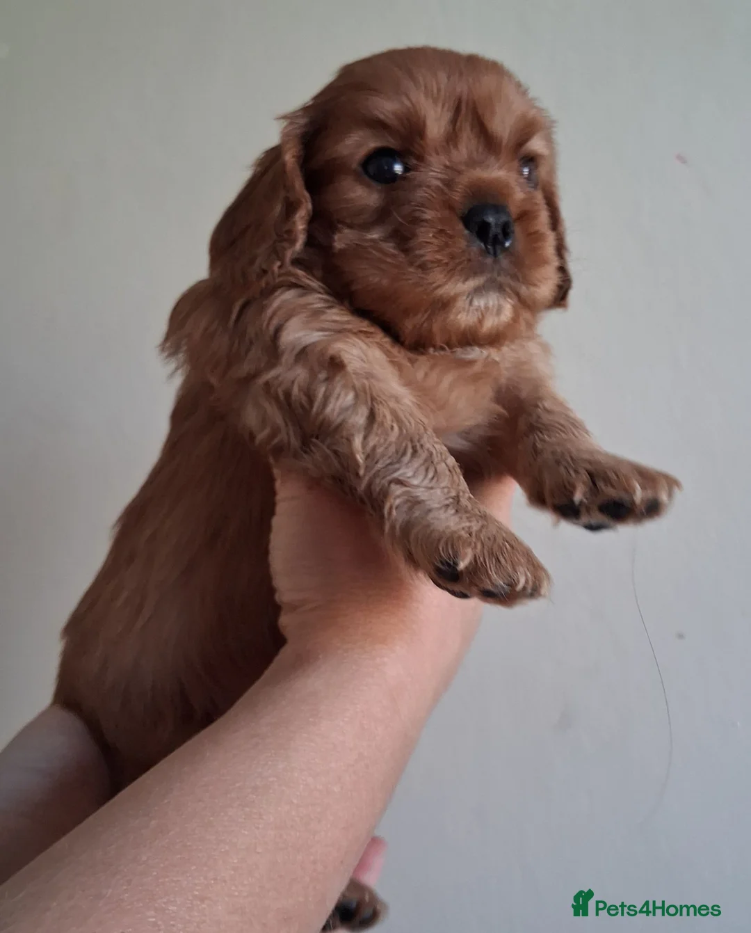 Cavalier King Charles Spaniel dogs for sale: Cavalier king charles - Advert 2