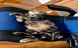 Mixed Breed cats for sale: Beautiful Mixed-Breed Kittens  - Image 7
