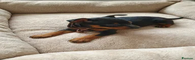 Miniature Pinscher Puppy 4
