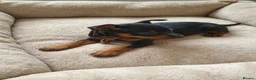 Miniature Pinscher dogs for sale: Beautiful Miniature Pinscher Puppies  - Advert 4