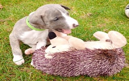 Whippet dogs for sale: Quality KC reg Whippet Puppies - Image 16