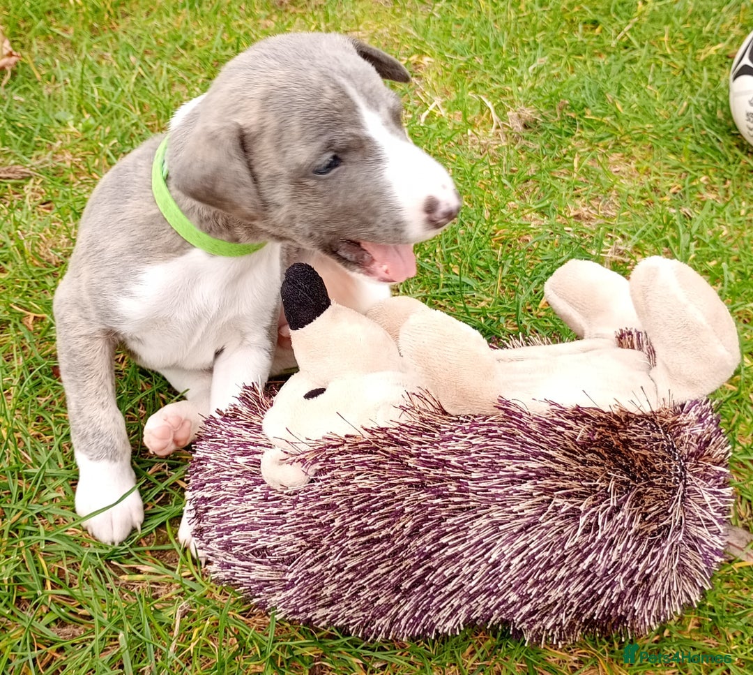 Whippet dogs for sale: Quality KC reg Whippet Puppies - Image 16