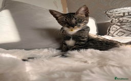 Savannah cats for sale: F6 SAVANNAH X MAINE COON WAITING LIST - Image 4
