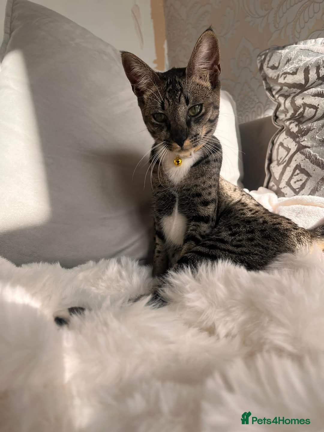 Savannah cats for sale: F6 SAVANNAH X MAINE COON WAITING LIST - Image 4