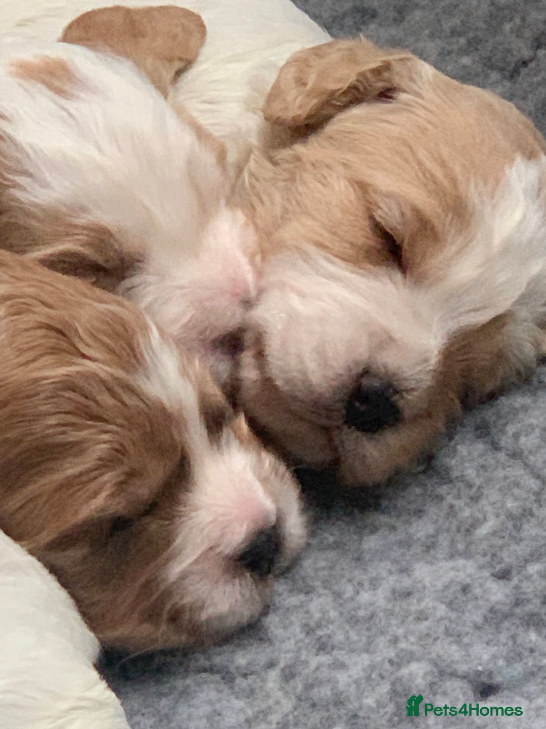 Cockapoo dogs for sale: Beautiful F1 Cockapoo Puppies  - Image 1