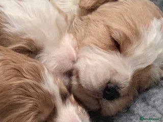 Cockapoo dogs - Advert 10