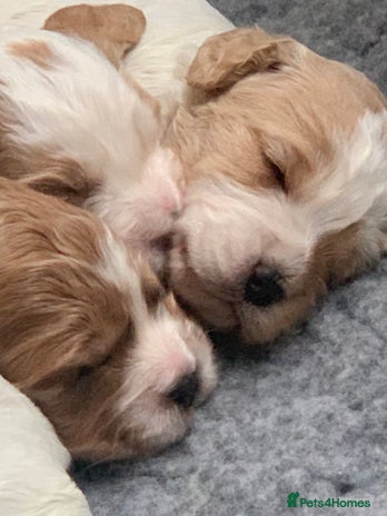 Cockapoo dogs - Advert 1