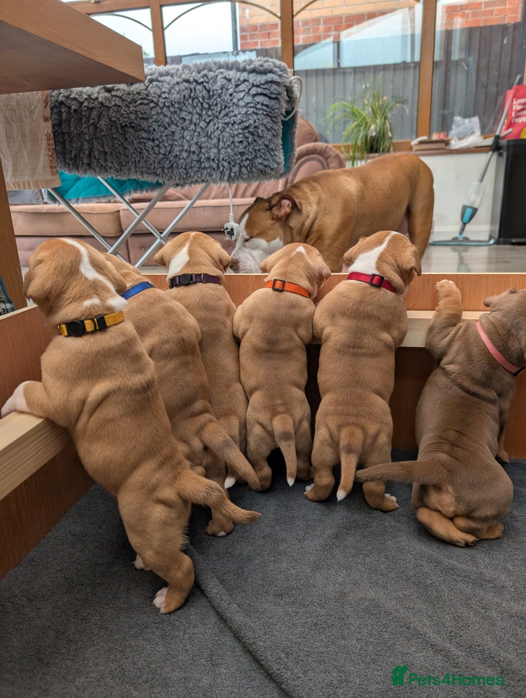 Olde English Bulldogge dogs for sale: READY NEXT WEEK! - OEB Puppies NEBBR ✅ 3rd Gen - Image 24