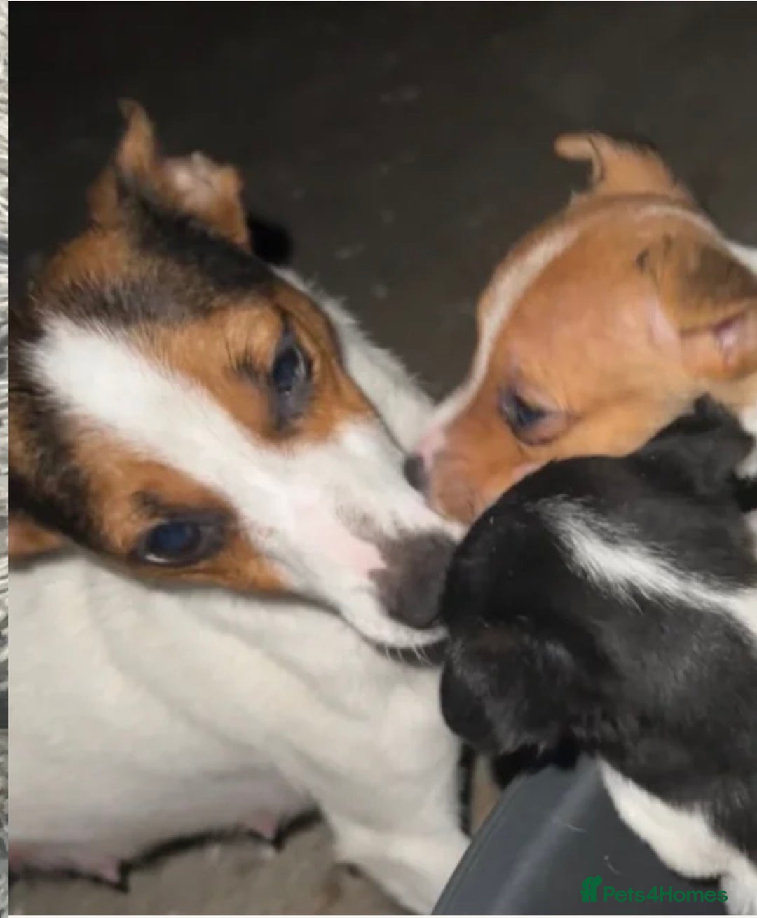 Jack Russell dogs for sale: Beautiful litter of miniature Jack Russell puppies - Advert 7