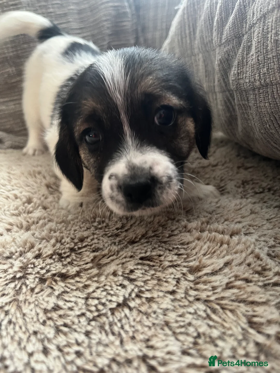 Jack Russell dogs for sale: Jack russel pups for sale  - Advert 2