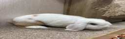 Mini Lop rabbits for sale: Mini Lop Rabbit 7months in Manchester - Advert 3