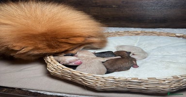 Pomeranian dogs - Advert 12