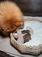 Pomeranian dogs - Advert 5
