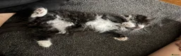 Mixed Breed cats for sale: Beautiful kittens looking for forever home  in Birmingham - Advert 2