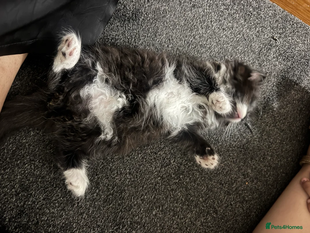 Mixed Breed cats for sale: Beautiful kittens looking for forever home  in Birmingham - Advert 2