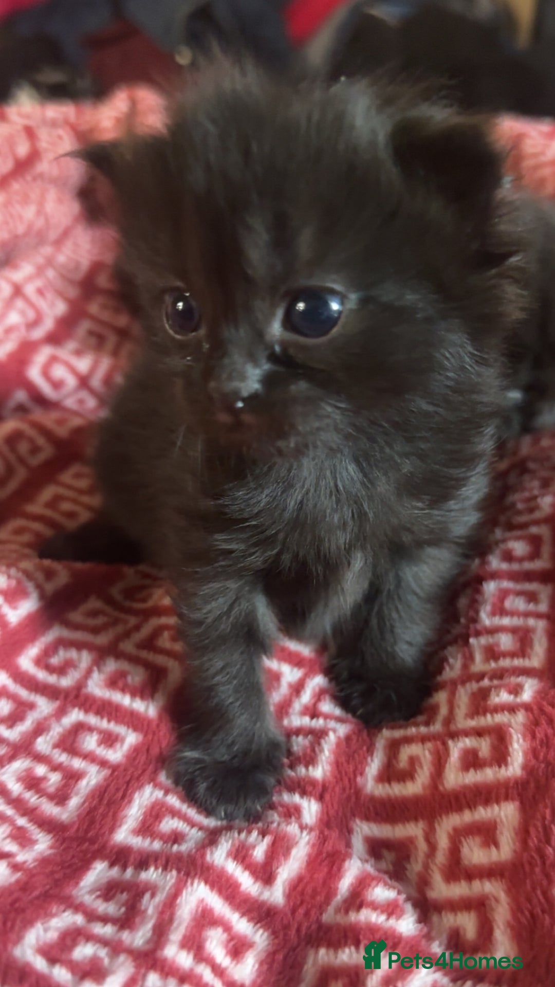 Mixed Breed cats for sale: Kittens  - Advert 2