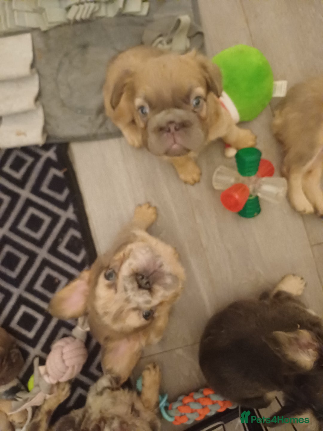 French Bulldog dogs for sale: Adorable fluffy frenchies ready for loving homes - Advert 14