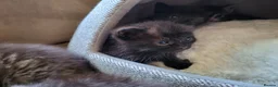 Mixed Breed cats for sale: Five adorable and playful kittens - Advert 5