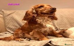 Cocker Spaniel dogs for sale: Stunning! Golden Kc Show Type Cocker Spaniels. - Advert 19