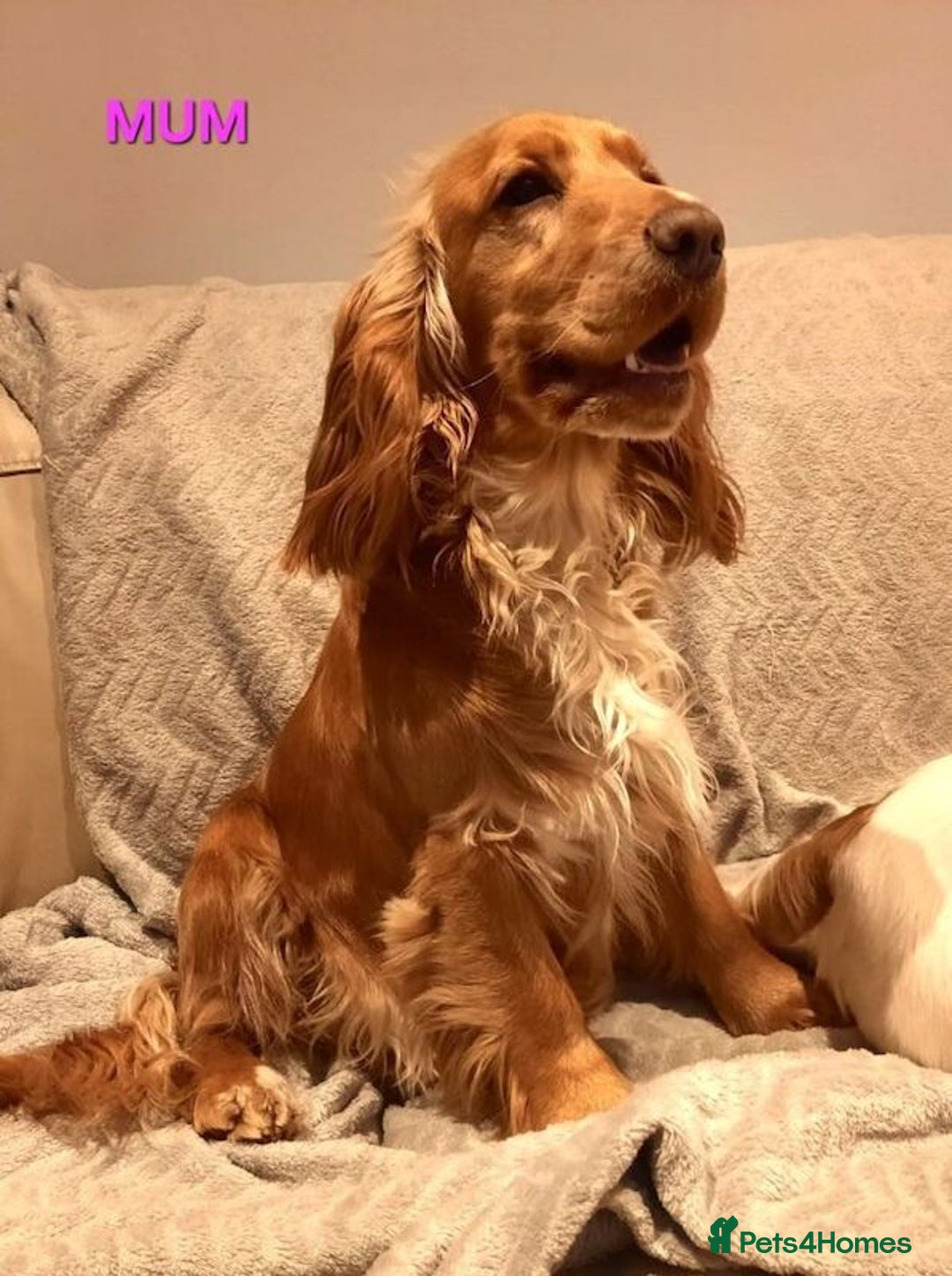 Cocker Spaniel dogs for sale: Stunning! Golden Kc Show Type Cocker Spaniels. - Advert 19