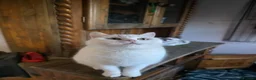 British Shorthair cats for sale: White pedigree British shorthair - Advert 10