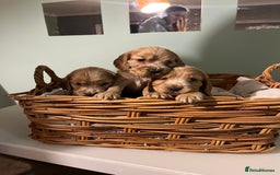 Cocker Spaniel dogs for sale: Stunning KC Reg Show Cocker, health tested mum - Image 13