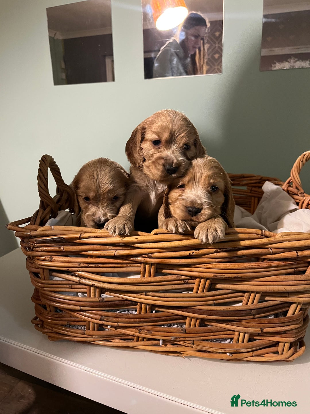 Cocker Spaniel dogs for sale: Stunning KC Reg Show Cocker, health tested mum - Image 13