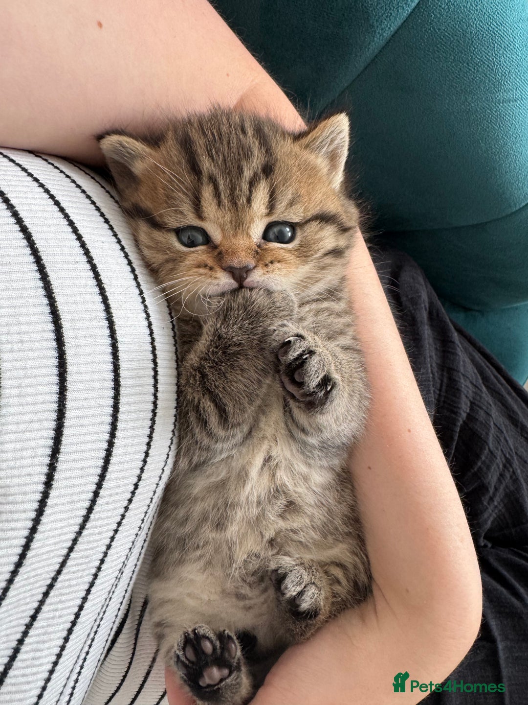 British Shorthair cats for sale: British Shorthair GCCF Pedigree Champion Kittens ✨ - Image 7
