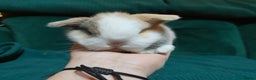 Mini Lop rabbits for sale: 2 stunning mini lops for reserve  - Advert 3