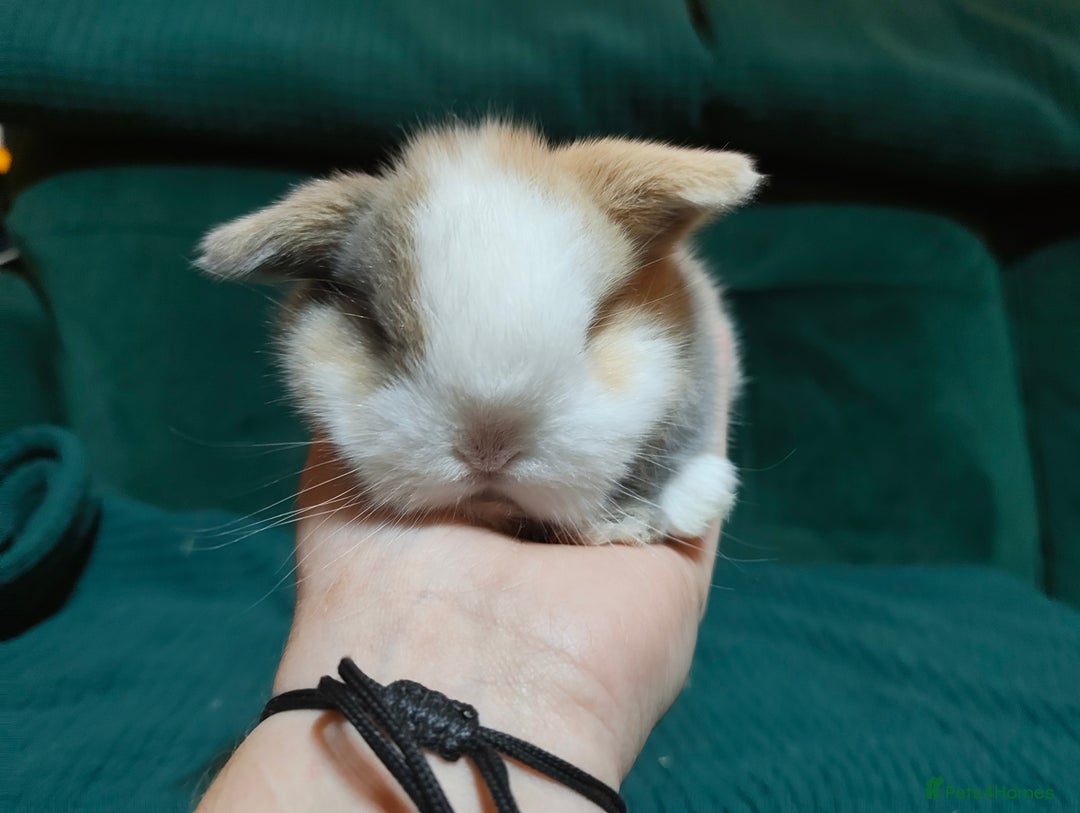 Mini Lop rabbits for sale: 2 stunning mini lops for reserve  - Advert 3
