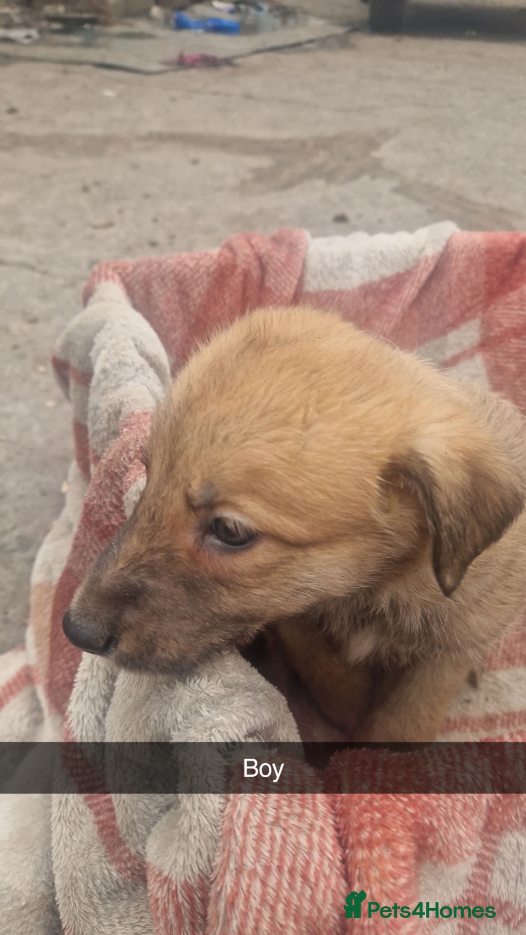 Mixed Breed dogs for sale: Lurcher  pups  - Image 6