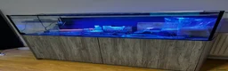 Catfish fish for sale: Fish tank  - Advert 2