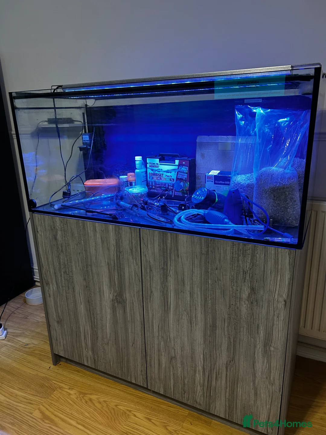 Catfish fish for sale: Fish tank  - Advert 2