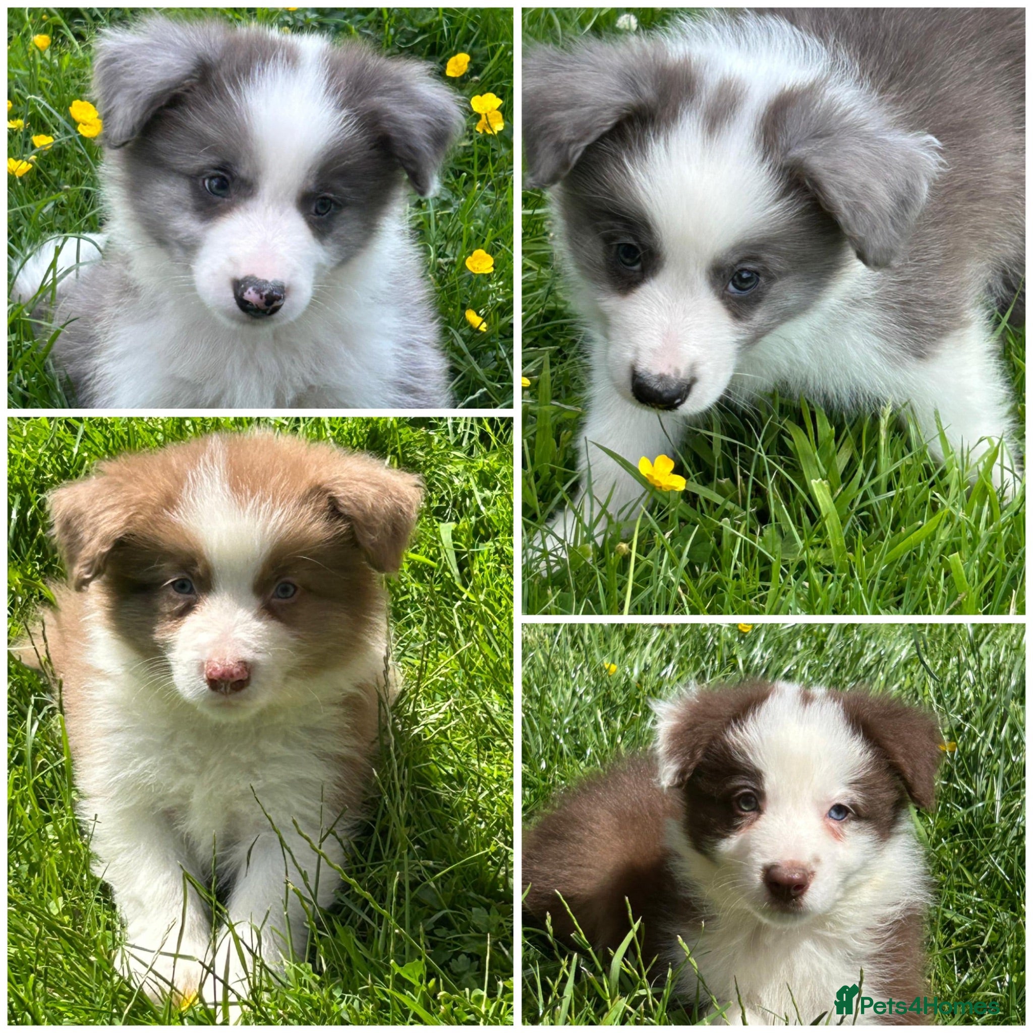Border Collie dogs Gorgeous KC Registered Health Tested Border Collie - Advert 1