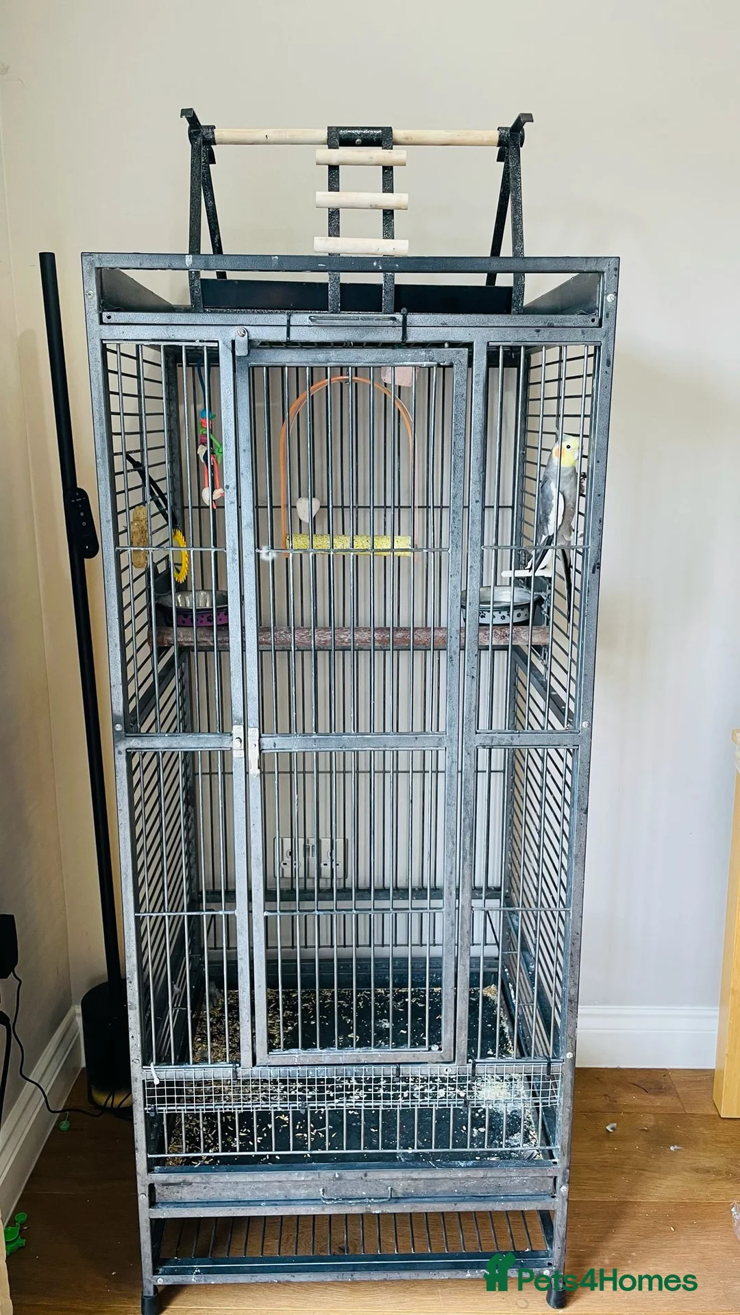 Cockatiels birds for sale: Friendly Cockatiel Looking for a Loving Home 🦜 in London - Advert 2