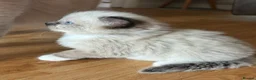 Mixed Breed cats for sale: Mixed breed Siamese kittens in Norwich - Advert 23