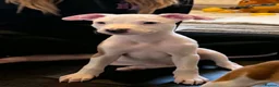 Mixed Breed dogs for sale: Puppies for sale in Sunderland - Advert 4