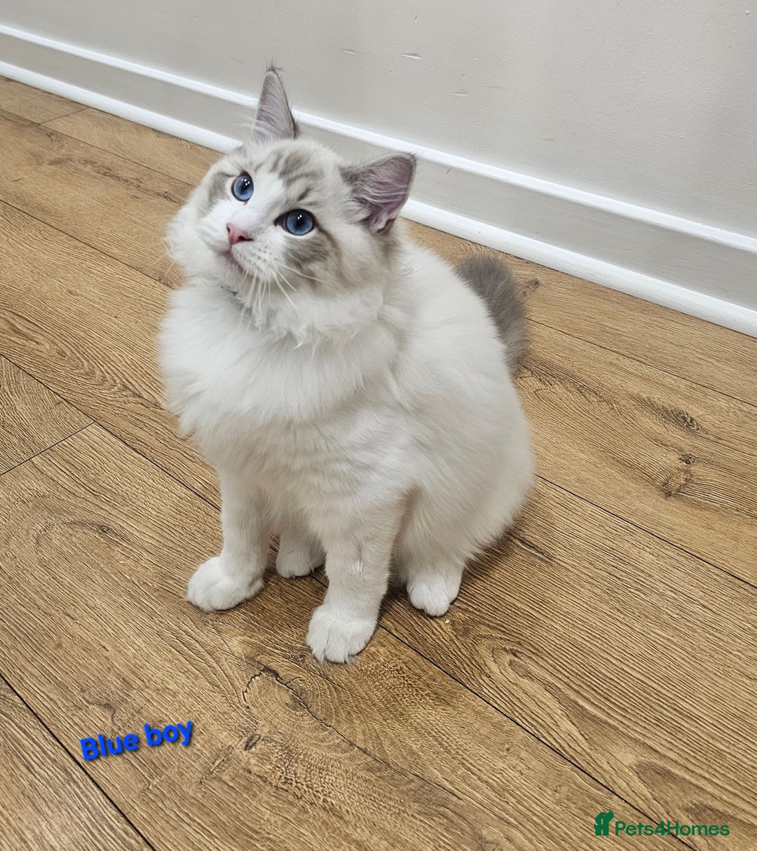 Ragdoll cats for sale: Pedegree Active Gccf 2 boys left  - Advert 11