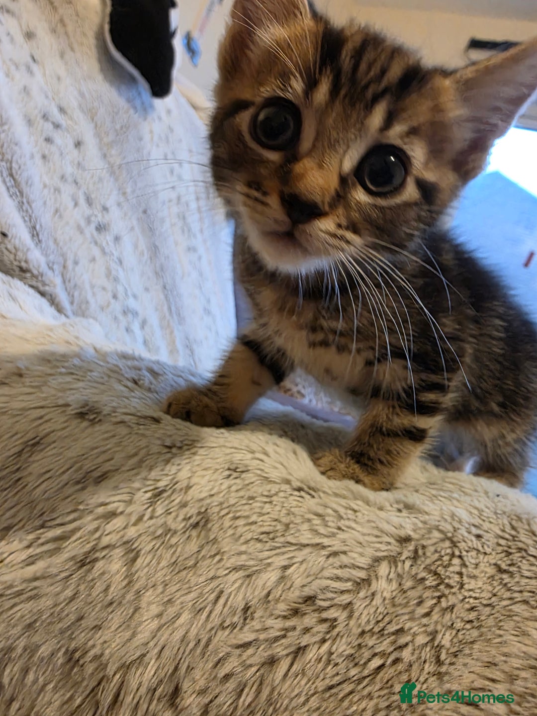 Mixed Breed cats for sale: 2 Male Stripy Kitten's - Advert 24