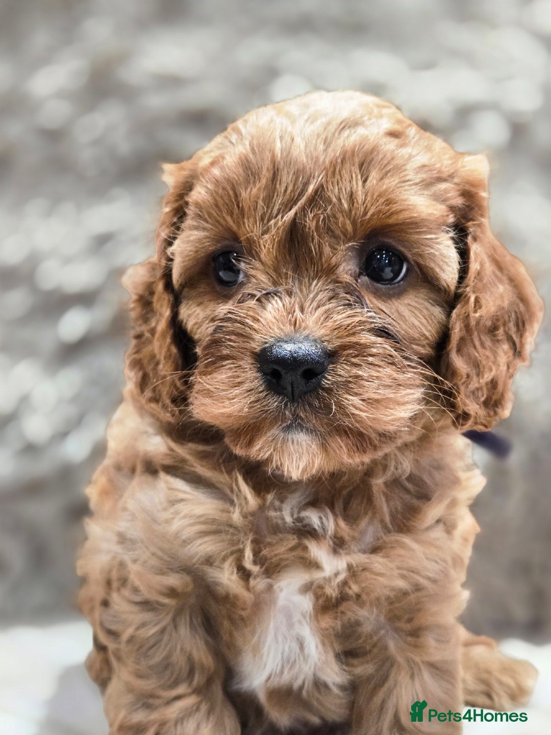 Cavapoo dogs for sale: Gorgeous Red Cavapoo Puppies - Advert 20