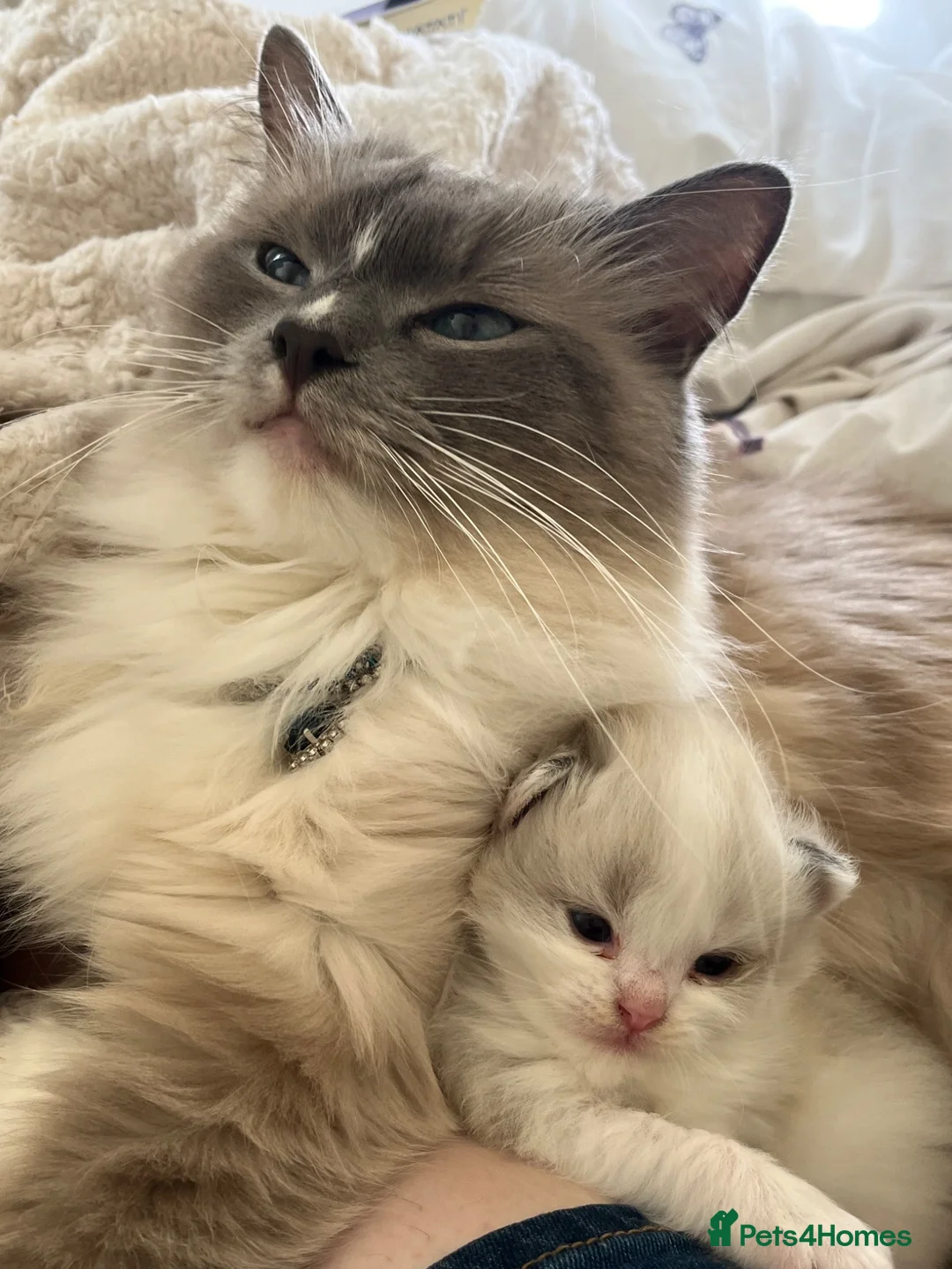 Ragdoll cats for sale: Ragdoll kittens  - Advert 1